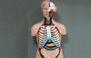 マネキン医療,教育用模型