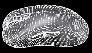 幾何形状,マウスモデルの3dスキャンデータ